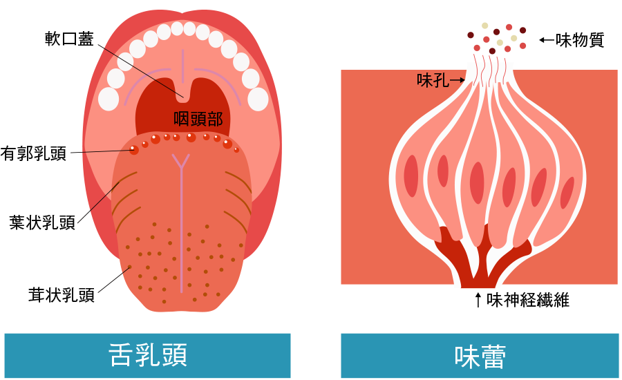 味乳頭と味蕾