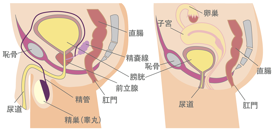 下部尿路、骨盤内臓器