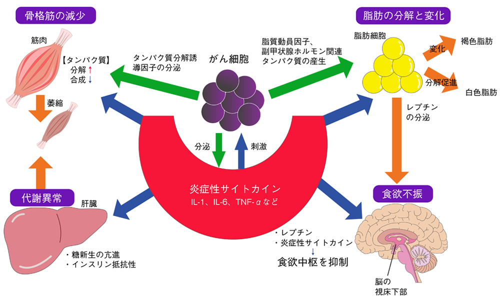 がん悪液質のメカニズム