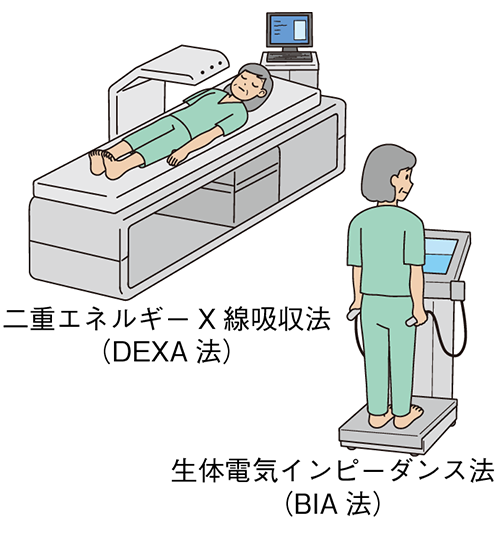 二重エネルギーX線吸収法（DEXA法）と生体電気インピーダンス法（BIA法）